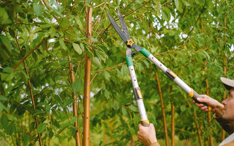 Tree trimming in Skwentna, AK